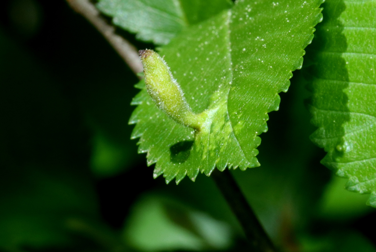 Tetraneura nigriabdominalis (Sasaki, 1899) - Galle poilue en pointe de l'Orme