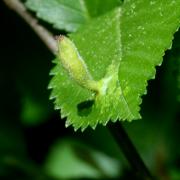 Tetraneura nigriabdominalis (Sasaki, 1899) - Galle poilue en pointe de l'Orme