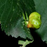 Tetraneura ulmi (Linnaeus, 1758) - Galle lisse en bourse de l'Orme