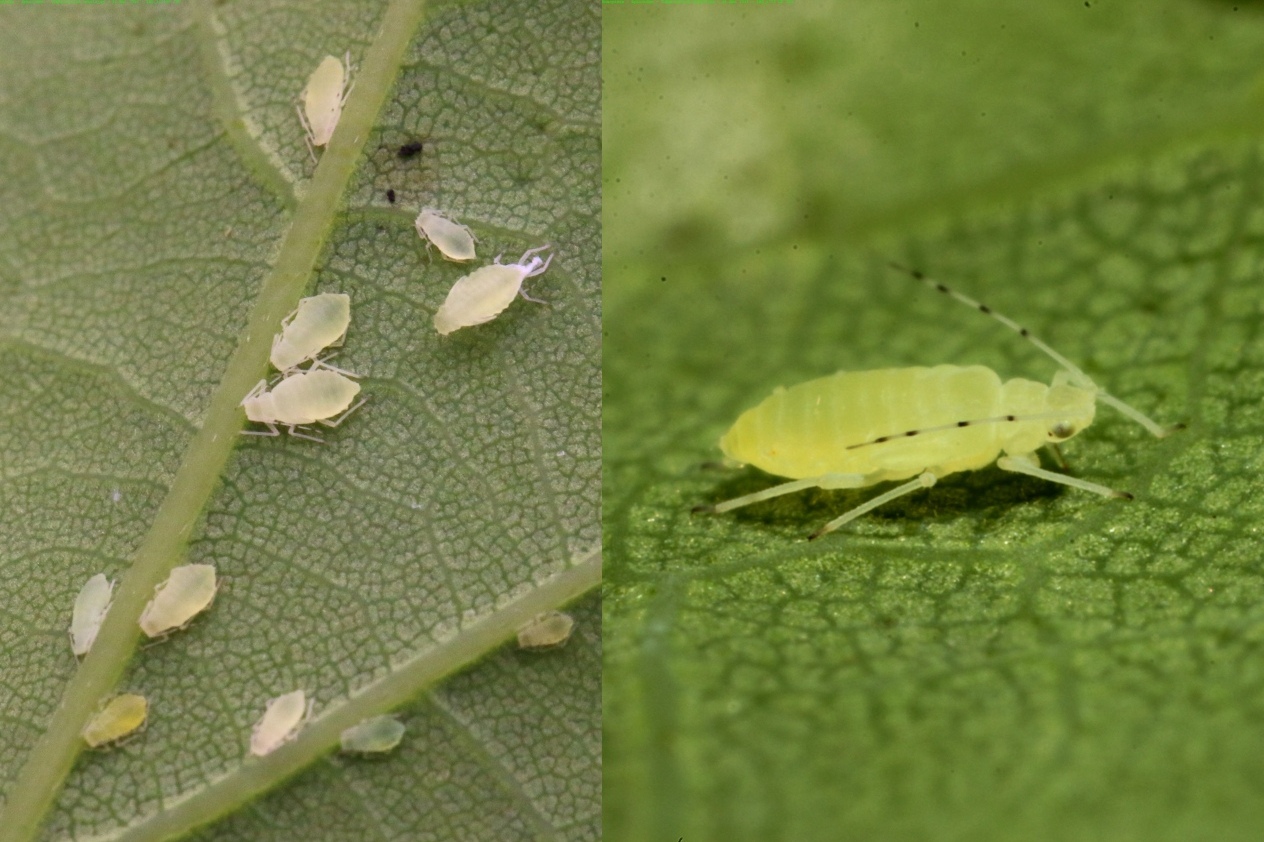 Tuberculatus annulatus (Hartig, 1841) - Puceron jaune du Chêne pédonculé