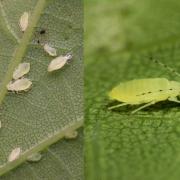 Tuberculatus annulatus (Hartig, 1841) - Puceron jaune du Chêne pédonculé