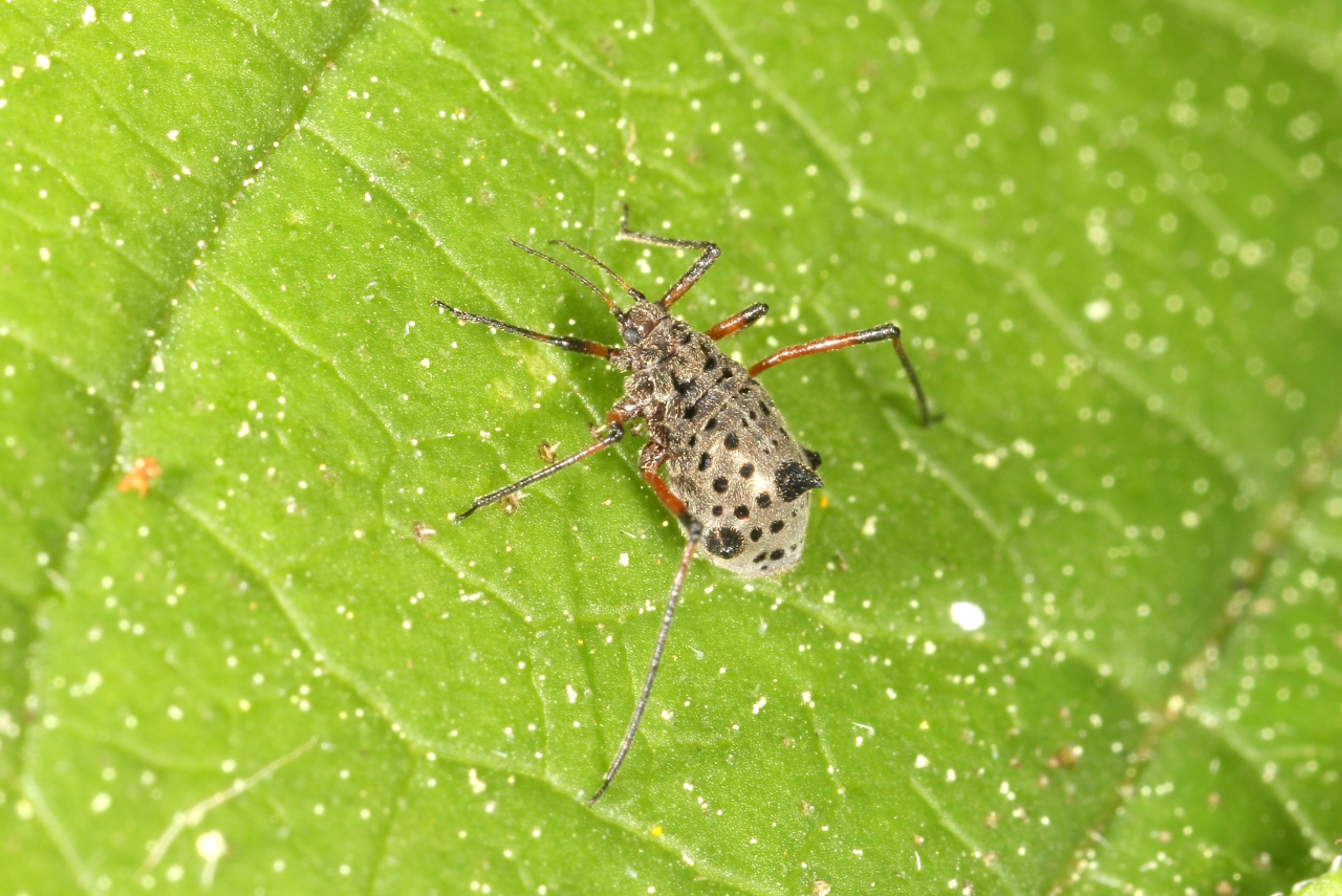 Tuberolachnus salignus (Gmelin, 1790) - Grand puceron du Saule