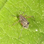 Tuberolachnus salignus (Gmelin, 1790) - Grand puceron du Saule