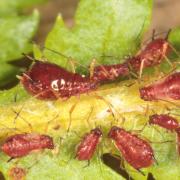 Uroleucon tanaceti (Linnaeus, 1758) - Puceron rouge de la Tanaisie