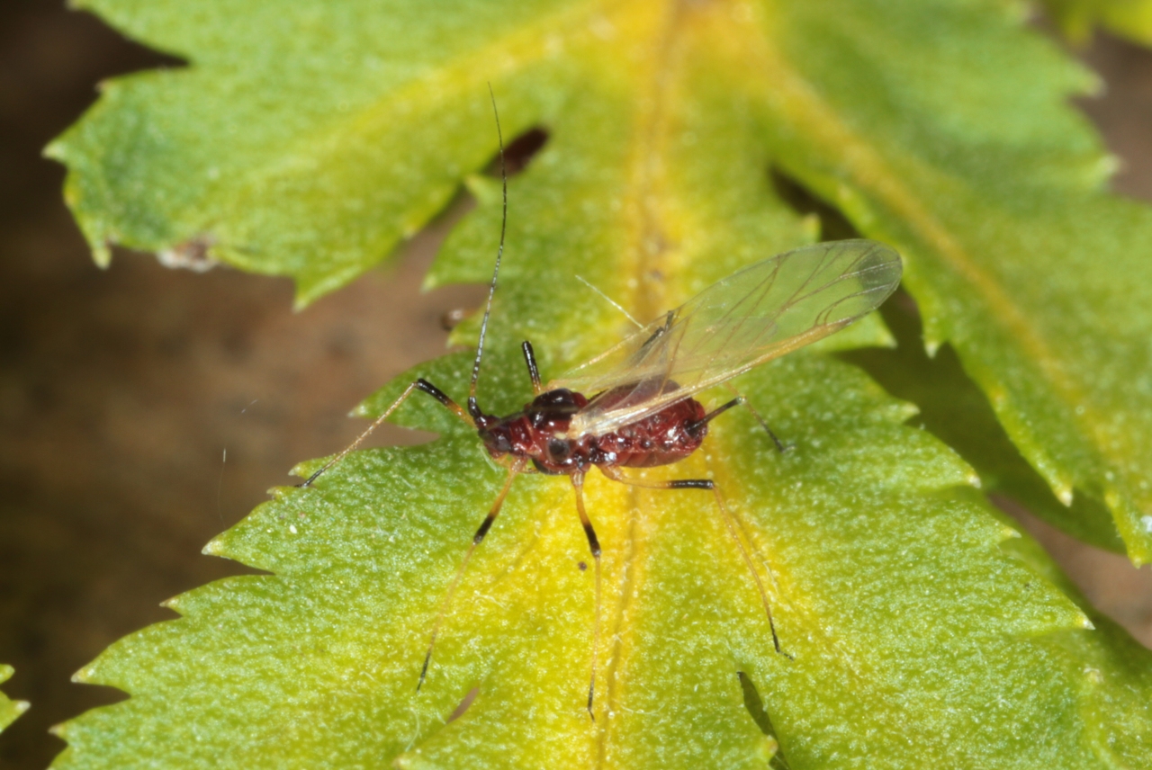 Uroleucon tanaceti (Linnaeus, 1758) - Puceron rouge de la Tanaisie