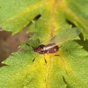 Uroleucon tanaceti (Linnaeus, 1758) - Puceron rouge de la Tanaisie