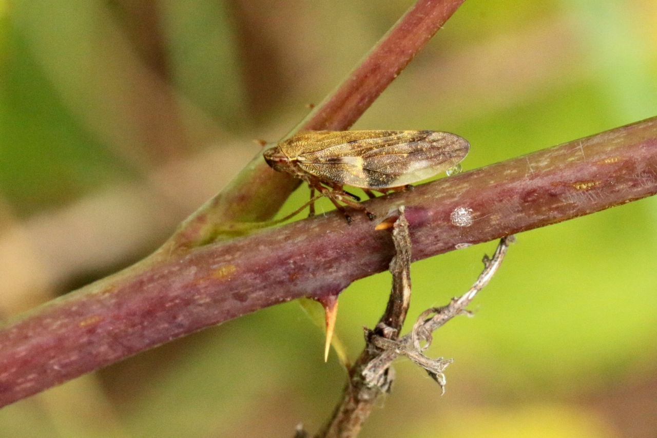 Aphrophora alni (Fallén, 1805) - Cercope de l'Aulne - Cercope de l'Aulne