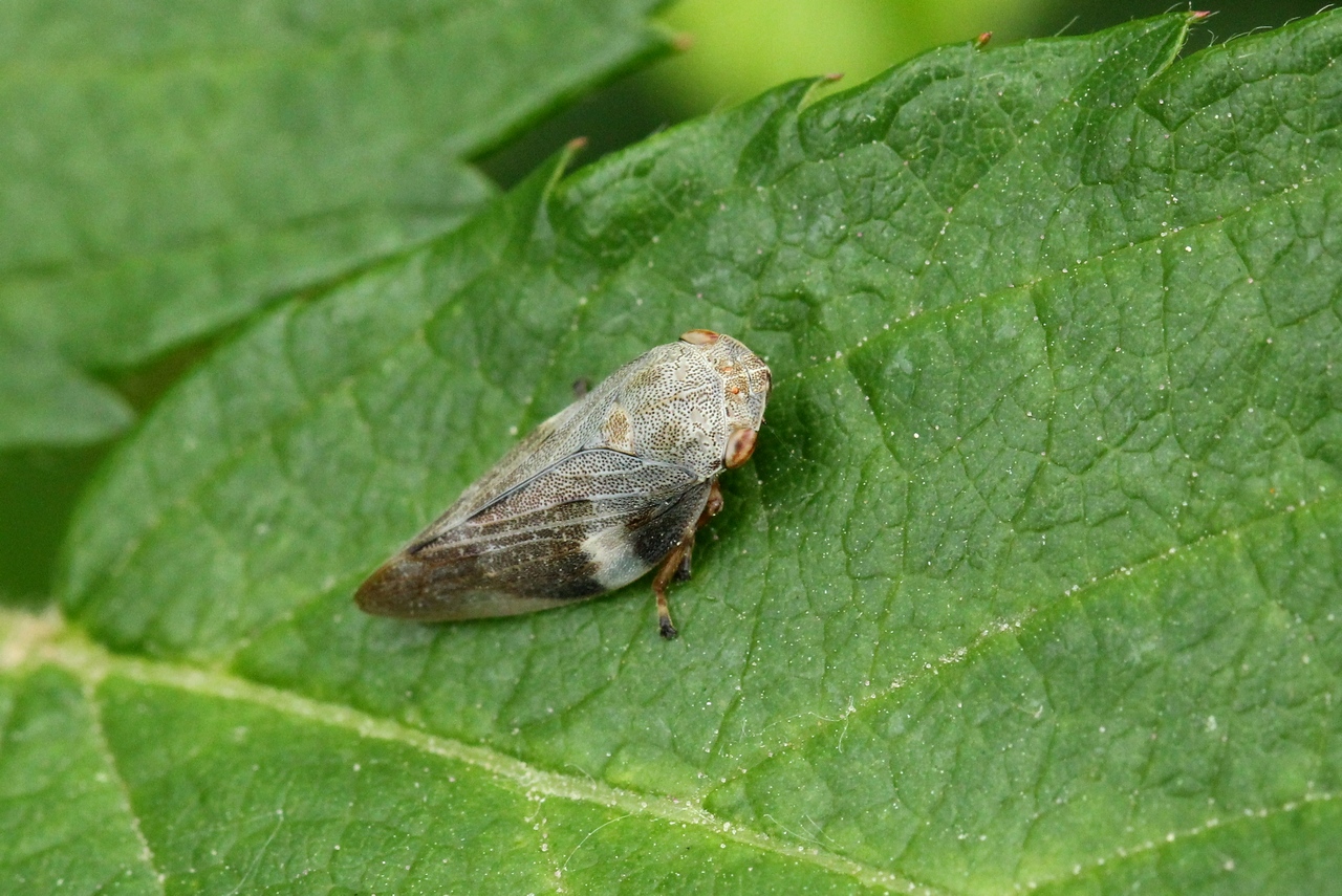 Aphrophora alni (Fallén, 1805) - Cercope de l'Aulne - Cercope de l'Aulne