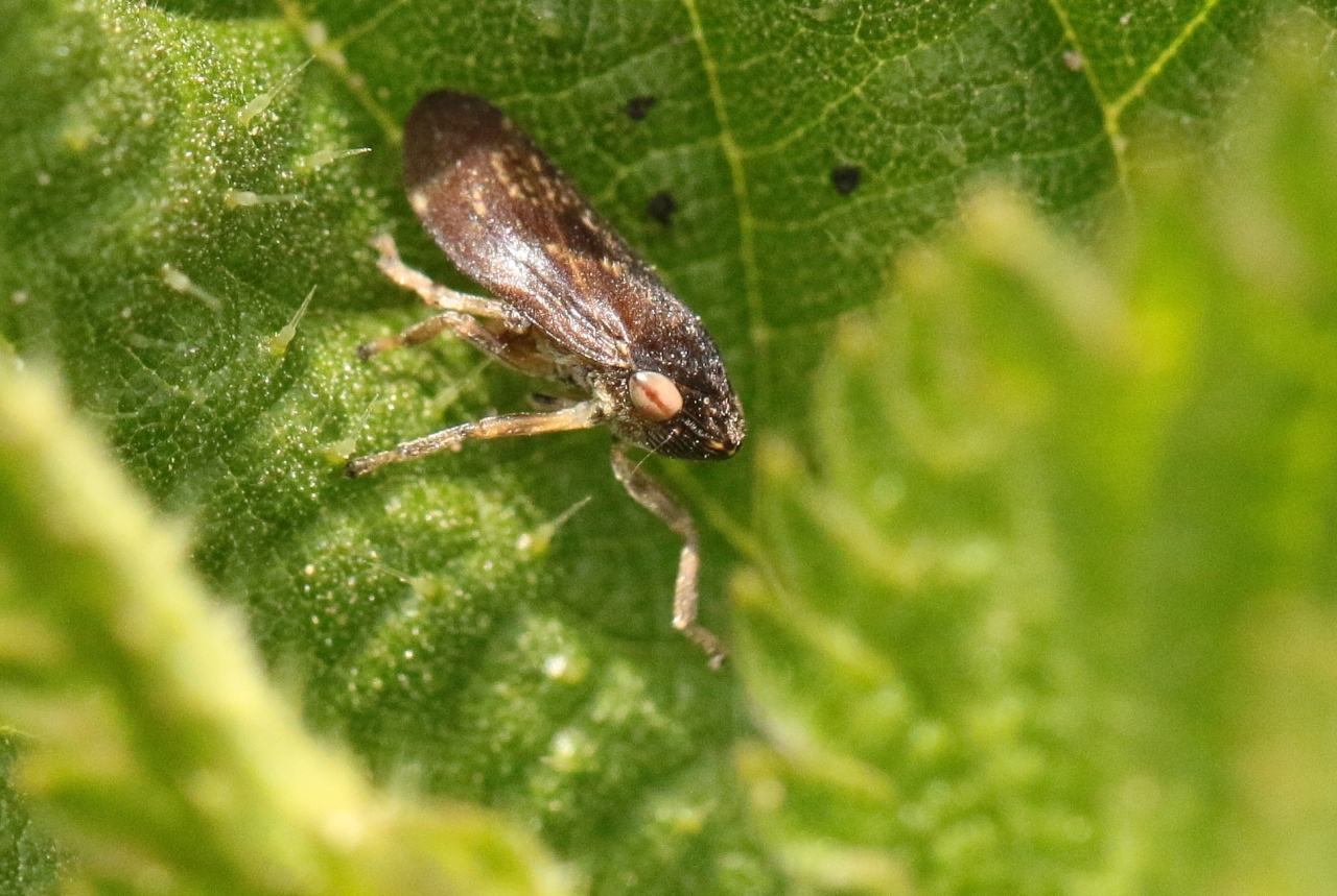 Neophilaenus sp