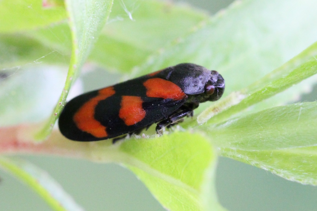 Cercopis vulnerata Rossi, 1807 - Cercope sanguin