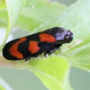 Cercopis vulnerata Rossi, 1807 - Cercope sanguin