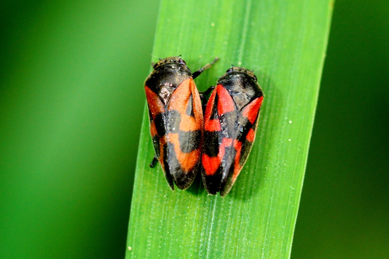 Haematoloma dorsata (Ahrens, 1812) - Cicadelle des Pins