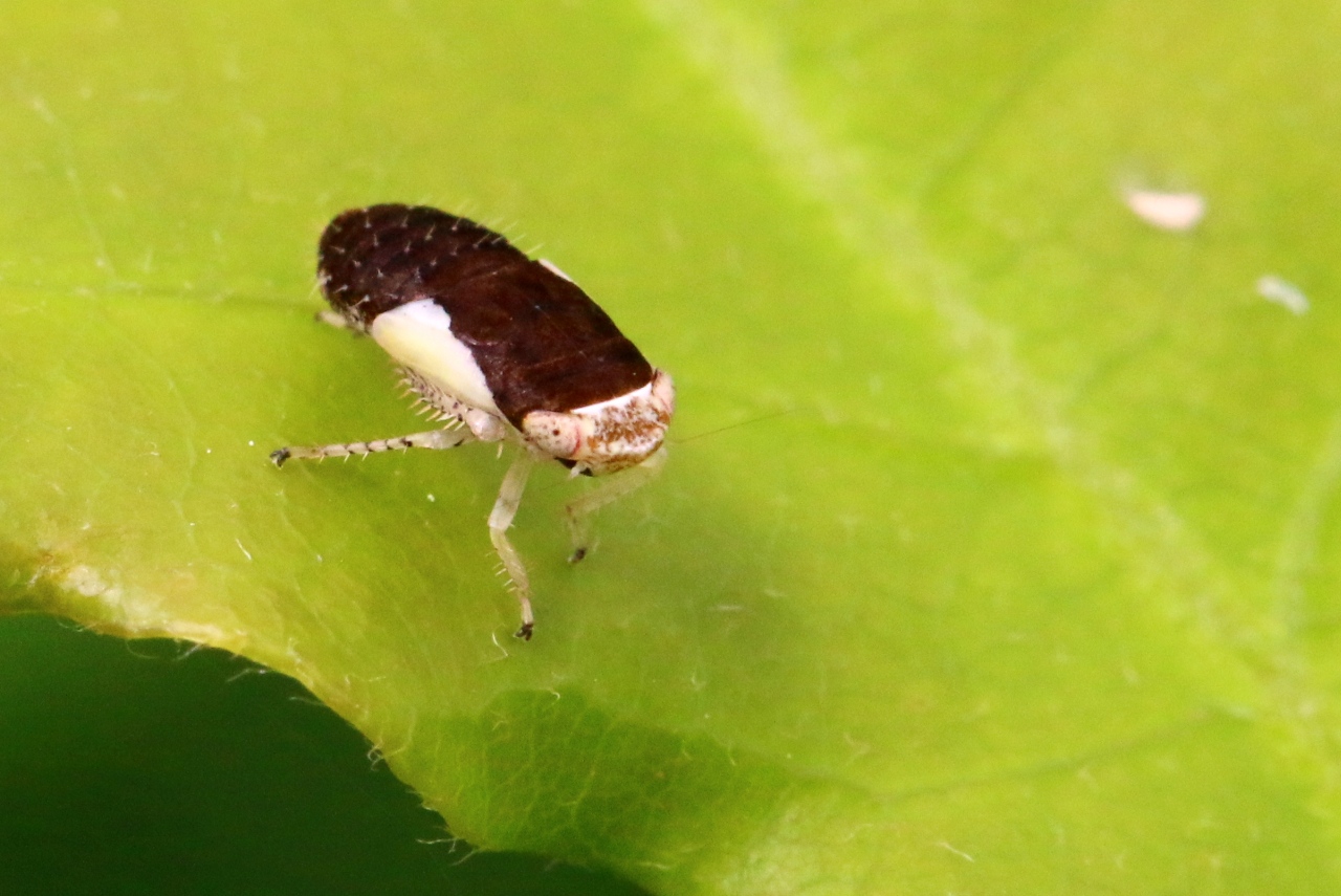 Allygidius commutatus (Fieber, 1872) (larve)