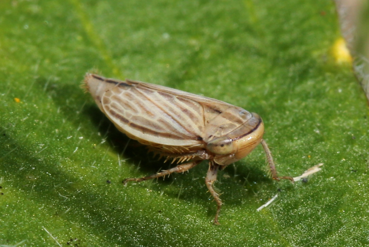 Athysanus argentarius Metcalf, 1955