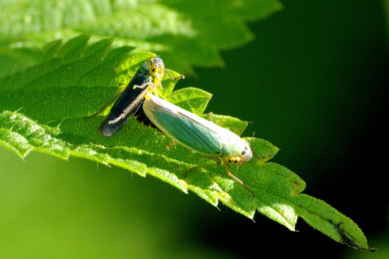 Cicadella viridis (Linnaeus, 1758) - Cicadelle verte (accouplement)