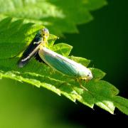 Cicadella viridis (Linnaeus, 1758) - Cicadelle verte (accouplement)