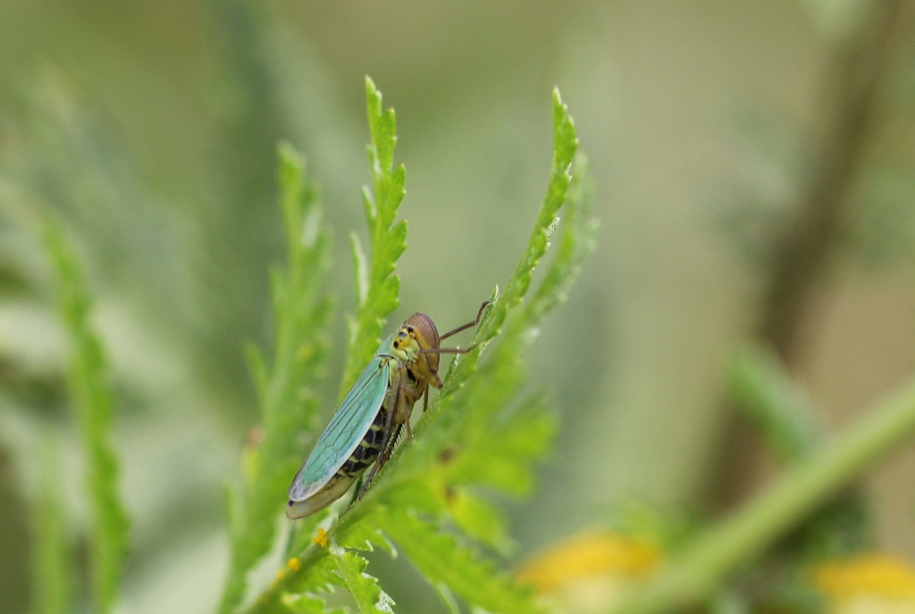 Cicadella viridis (Linnaeus, 1758) - Cicadelle verte (femelle)