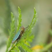 Cicadella viridis (Linnaeus, 1758) - Cicadelle verte (femelle)