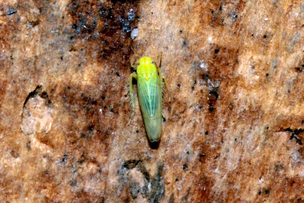 Elymana sulphurella (Zetterstedt, 1828)