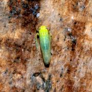 Elymana sulphurella (Zetterstedt, 1828)