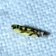 Eupteryx aurata (Linnaeus, 1758)