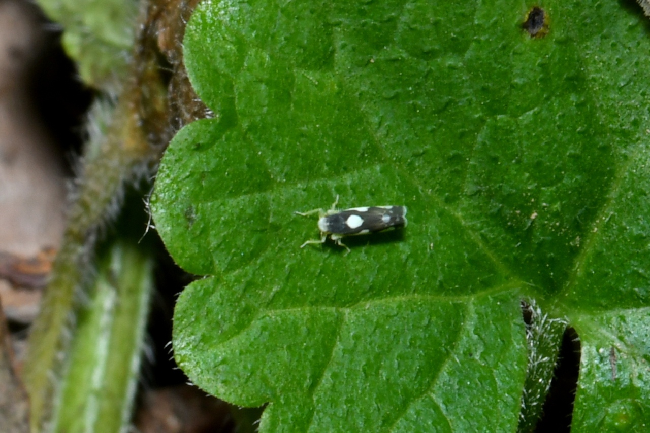 Eupteryx vittata / notata