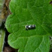 Eupteryx vittata / notata