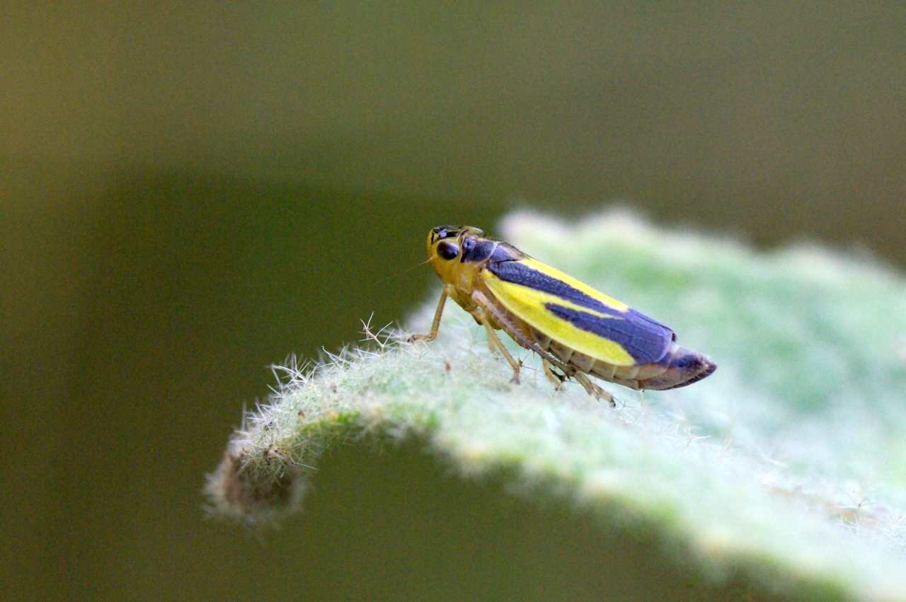 Evacanthus interruptus (Linnaeus, 1758)