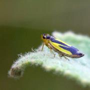 Evacanthus interruptus (Linnaeus, 1758)