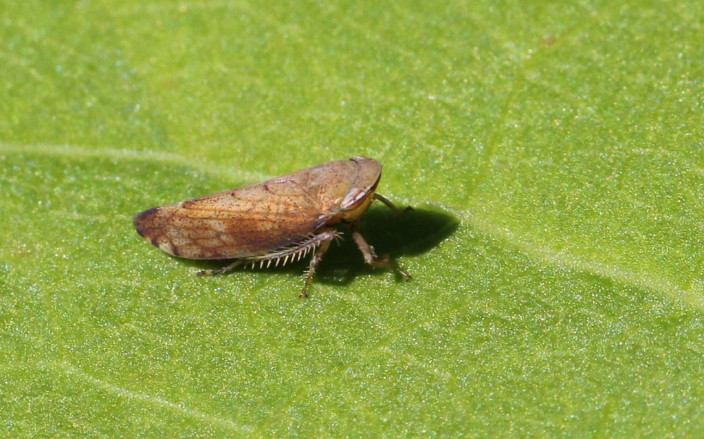 Fieberiella florii (Stal, 1864)