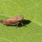 Fieberiella florii (Stal, 1864)