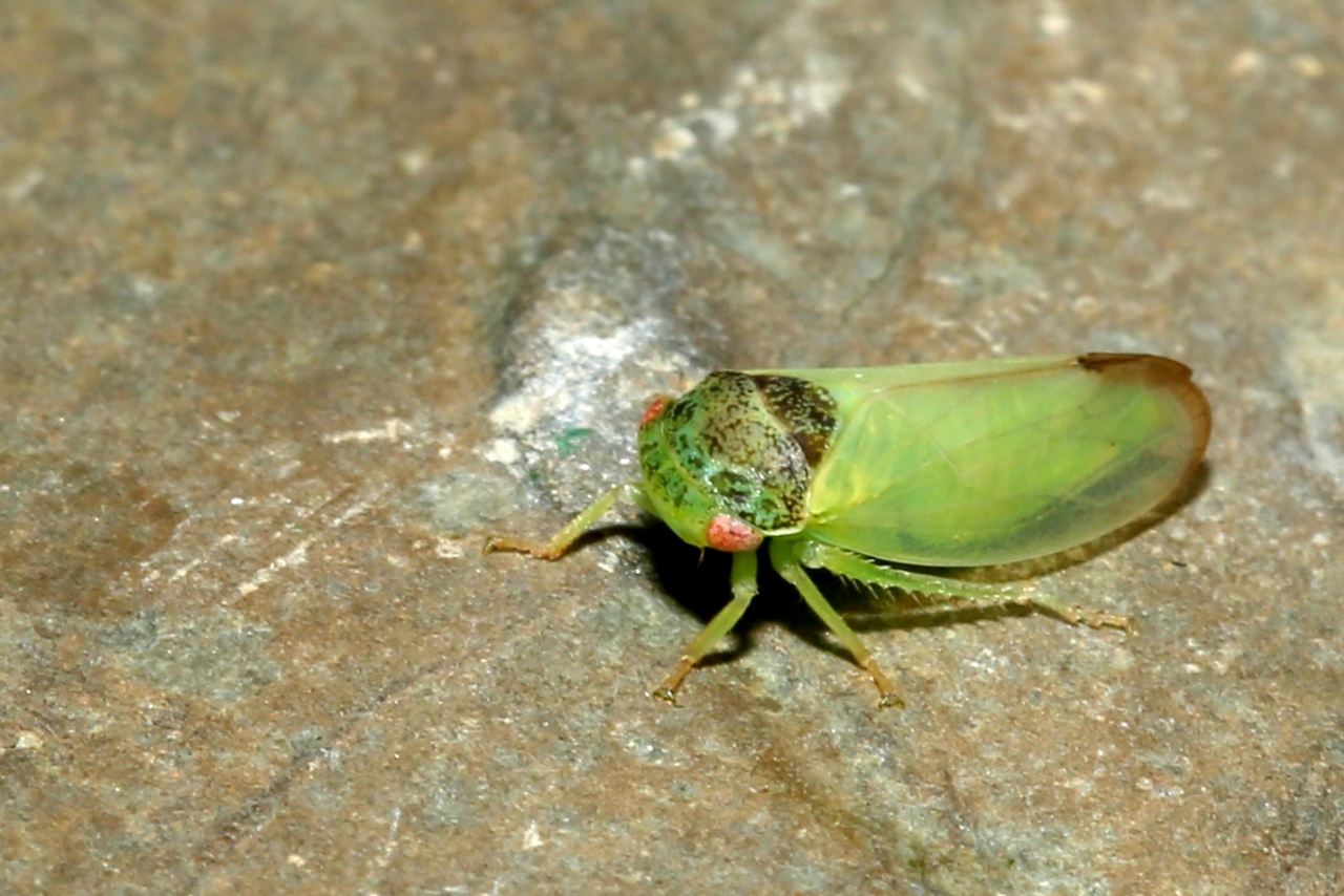 Iassus lanio (Linnaeus, 1760) - Cicadelle du Chêne