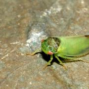 Iassus lanio (Linnaeus, 1760) - Cicadelle du Chêne