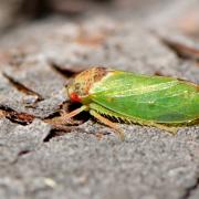 Iassus lanio (Linnaeus, 1760) - Cicadelle du Chêne