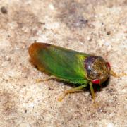 Iassus lanio (Linnaeus, 1760) - Cicadelle du Chêne