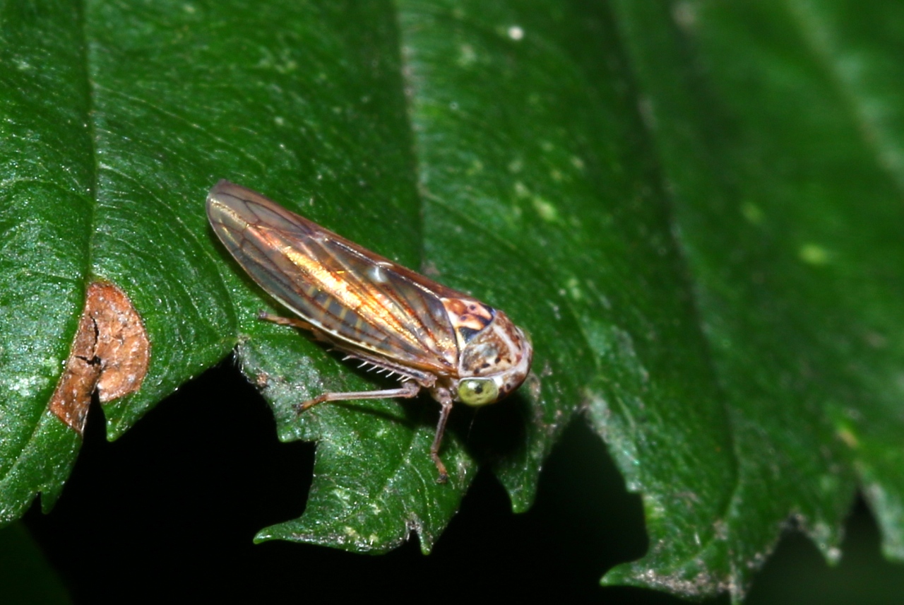 Idiocerus stigmaticalis Lewis, 1834 (femelle)