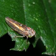 Idiocerus stigmaticalis Lewis, 1834 (femelle)