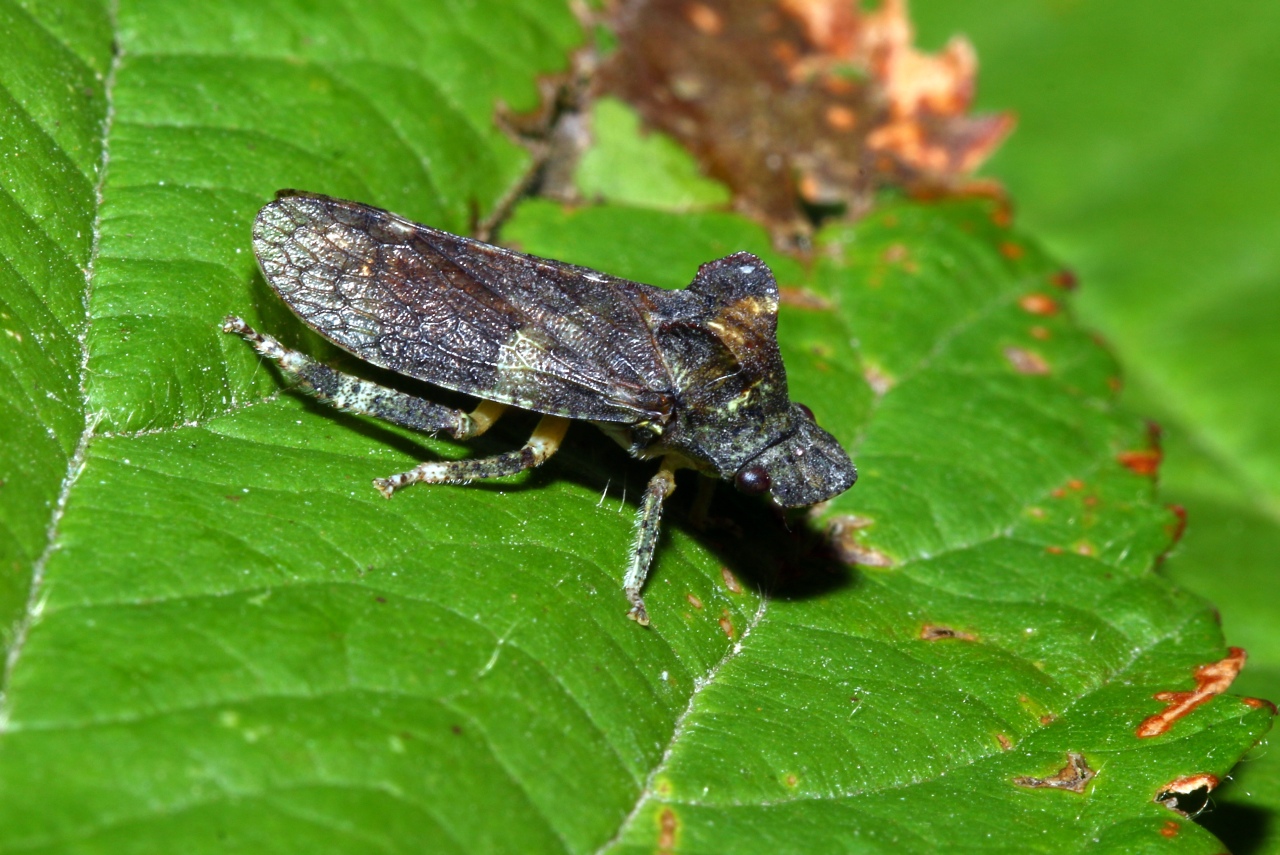 Ledra aurita (Linnaeus, 1758) - Grand Diable