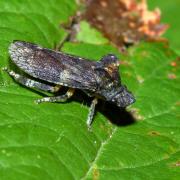 Ledra aurita (Linnaeus, 1758) - Grand Diable