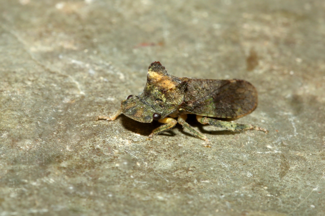 Ledra aurita (Linnaeus, 1758) - Grand Diable