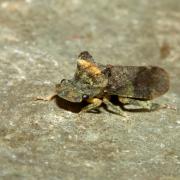 Ledra aurita (Linnaeus, 1758) - Grand Diable