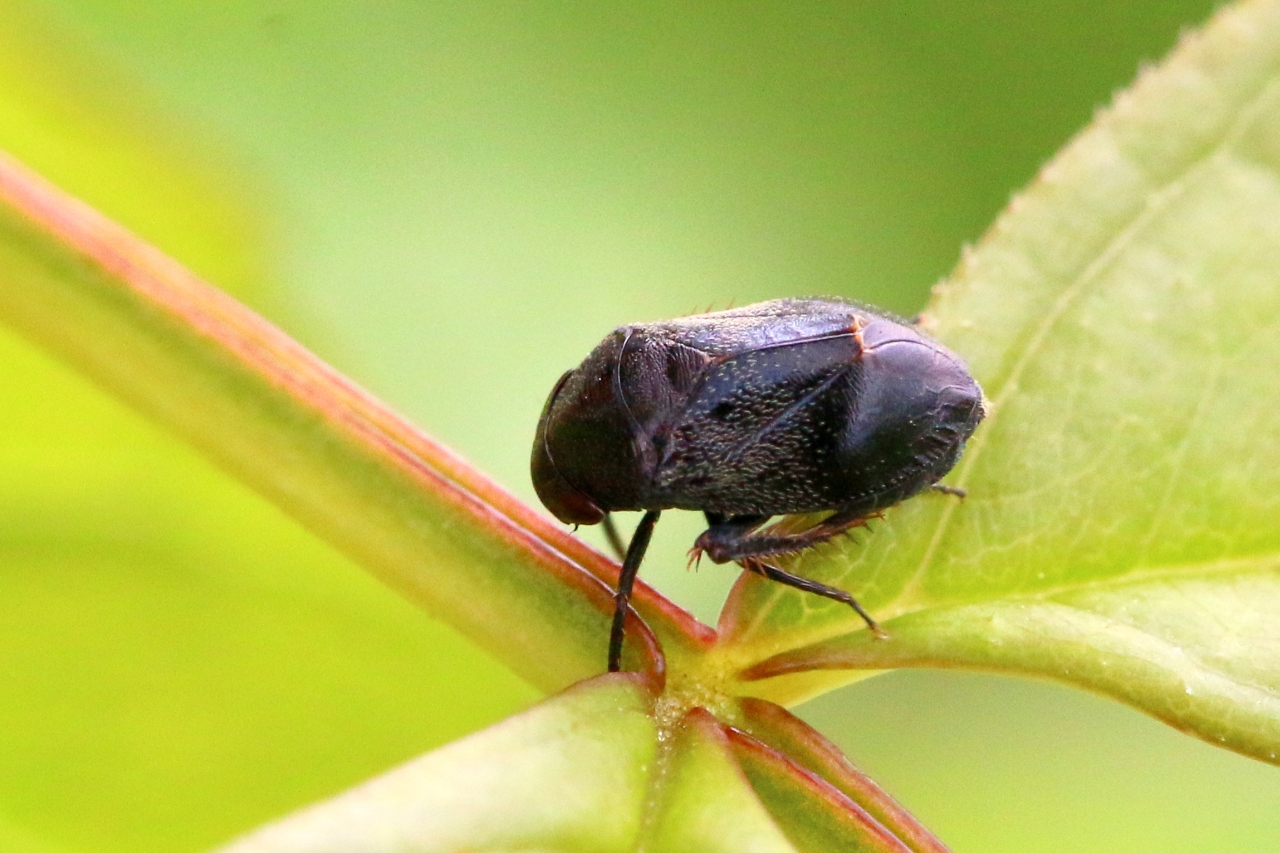 Penthimia nigra (Goeze, 1778)