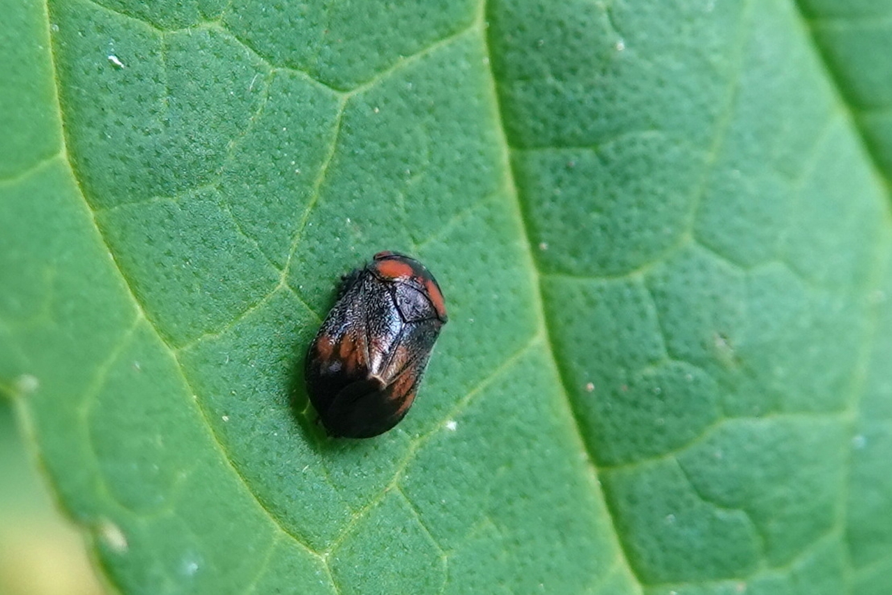 Penthimia nigra (Goeze, 1778) 