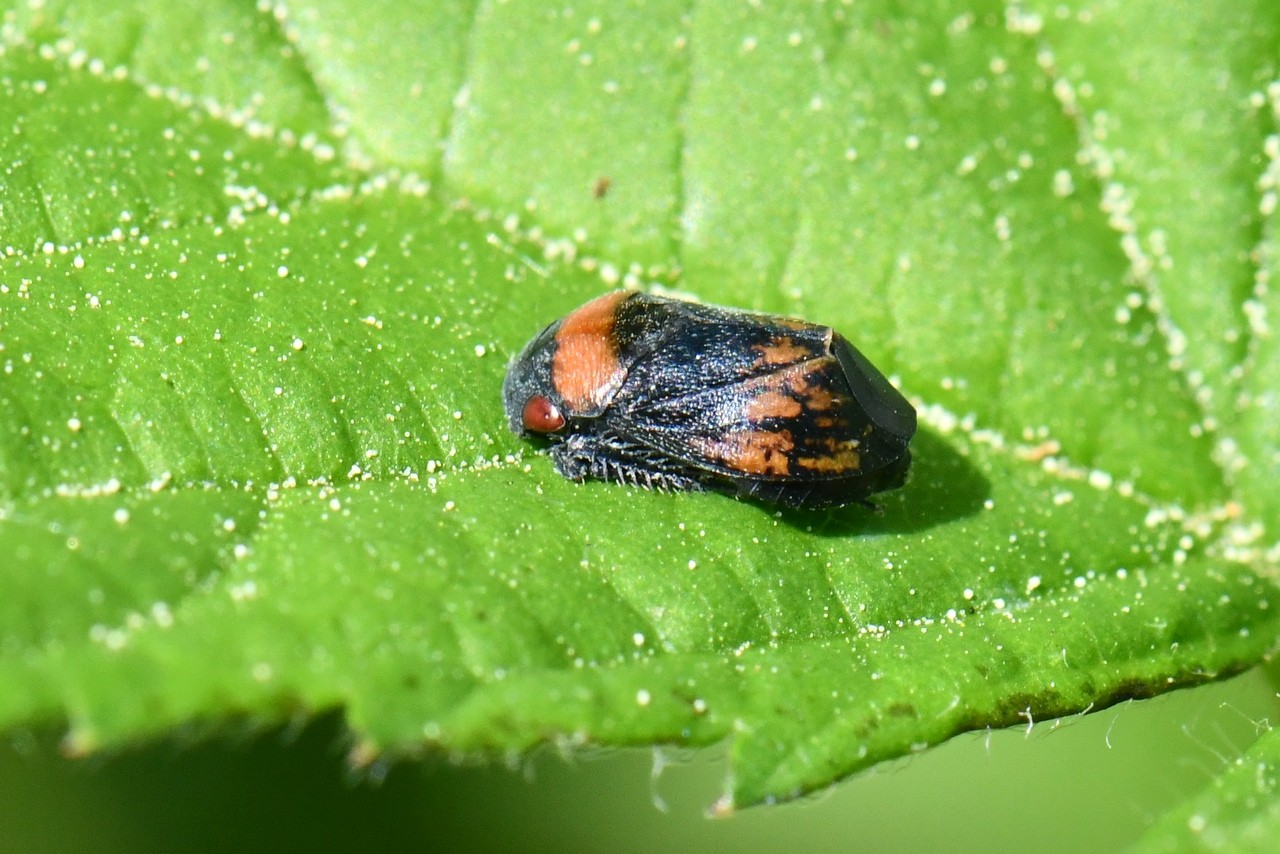 Penthimia nigra (Goeze, 1778) 