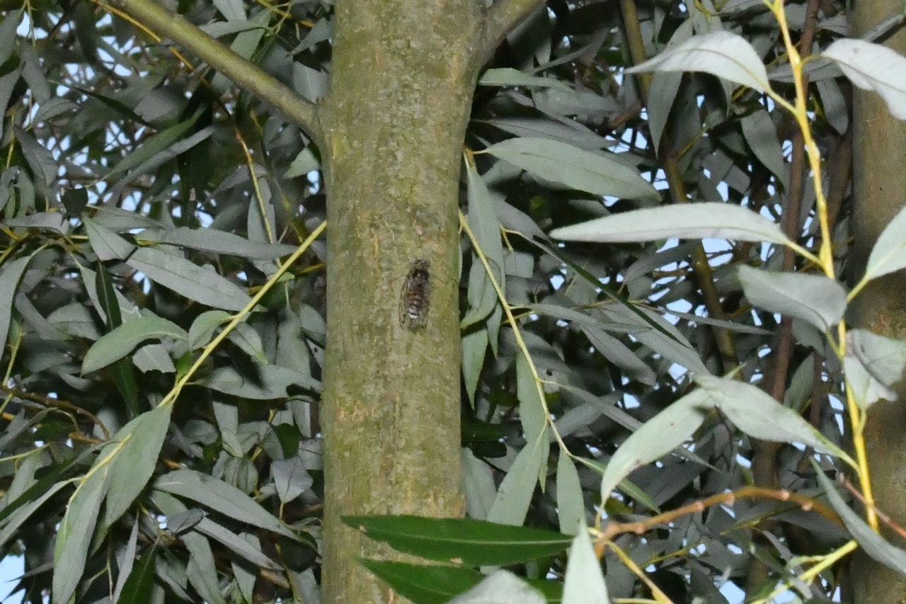 Cicada orni Linnaeus, 1758 - Cigale grise, Cigale panachée (mâle)