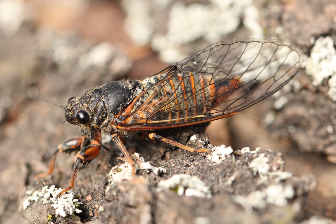 Cicadetta sp - Cigalette (femelle)