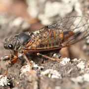 Cicadetta sp - Cigalette (femelle)