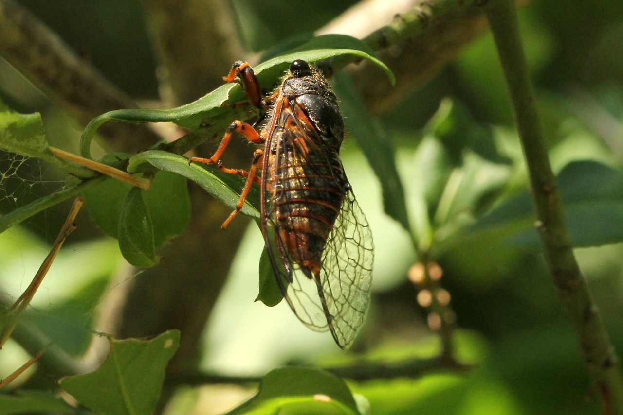 Cicadetta sp - Cigalette (femelle)