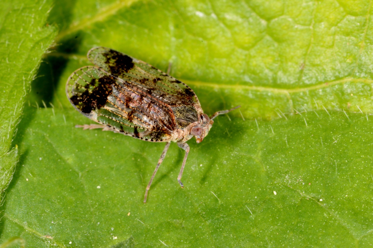 Cixius cunicularius (Linnaeus, 1767)