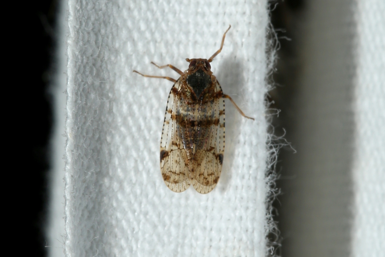 Cixius nervosus (Linnaeus, 1758)